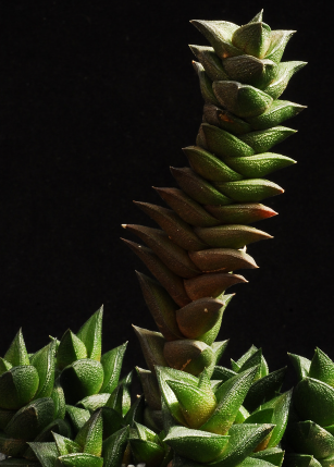 SUCCULENTS
