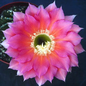 ISI Schick Echinopsis 'Monet' - The Huntington Plant Sales