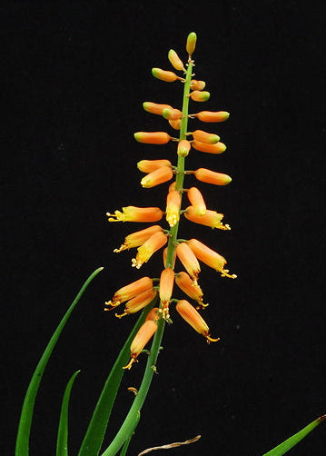 Plant with orange flowers and green leaves on a black background