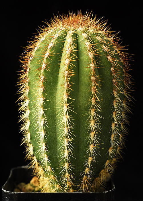 CACTI