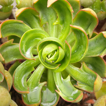 Close-up of a green succulent plant with red edges