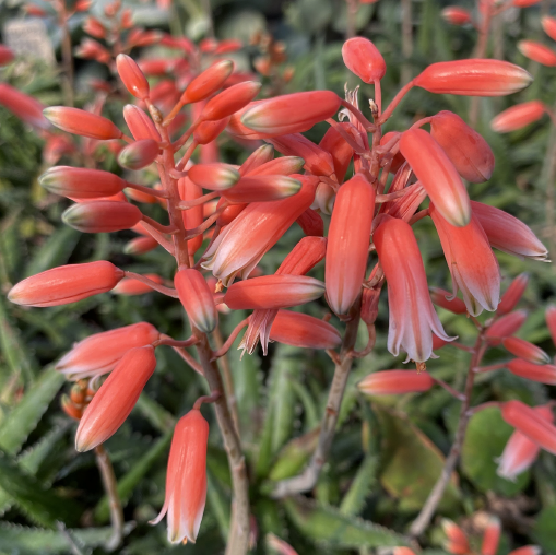 Close-up of red Aloe flowers against a blurred green background if Aloe leaves