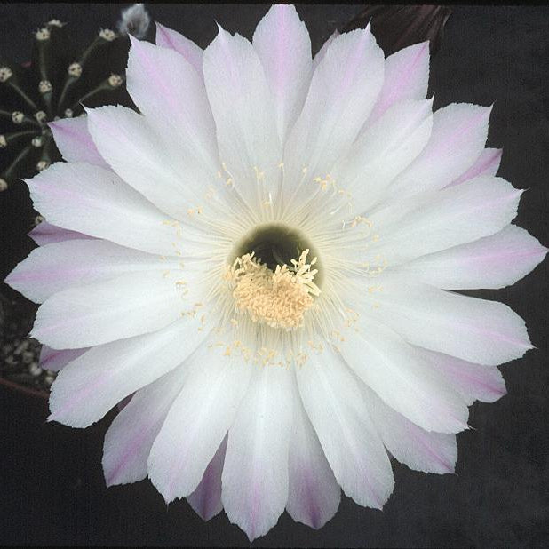 ISI Schick Echinopsis 'Anastasia'