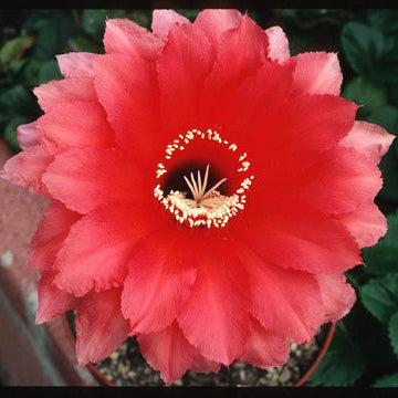 ISI Schick Echinopsis 'Antares'