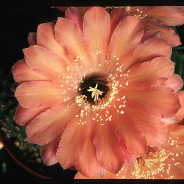 ISI Schick Echinopsis 'Barcarole'