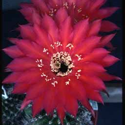 Close-up of a vibrant red cactus flower with a dark background