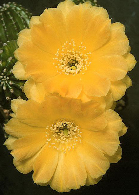 Two bright yellow flowers with a cactus in the background
