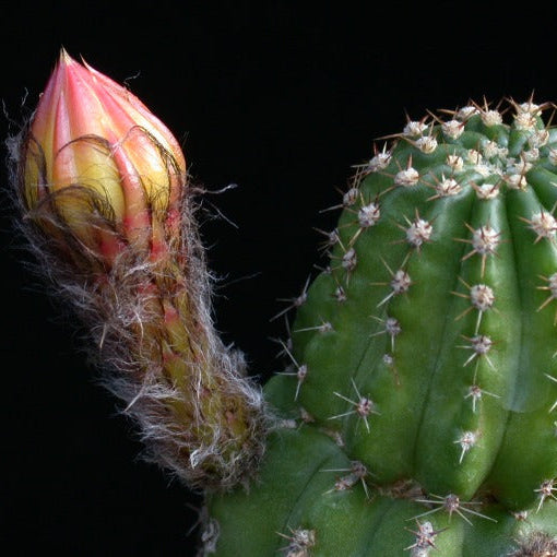 ISI Schick Echinopsis 'Candlelight'