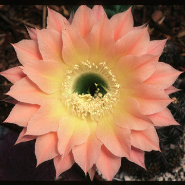 ISI Schick Echinopsis 'Celeste'
