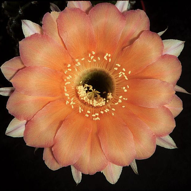 ISI Schick Echinopsis 'Chico Mendes'