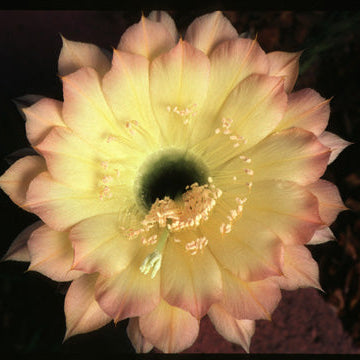 ISI Schick Echinopsis 'Consolation'
