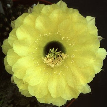ISI Schick Echinopsis 'Coquette'
