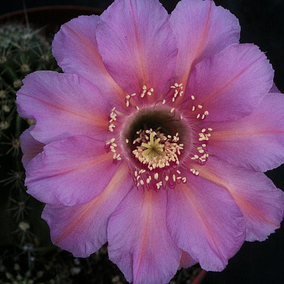 Close-up of a pink cactus flower with a dark background