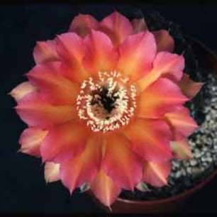 Close-up of a pink and orange cactus flower in bloom with a dark background