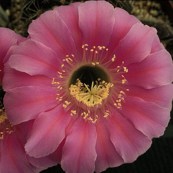 ISI Schick Echinopsis 'Desdemona'