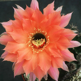 ISI Schick Echinopsis 'Djinni'