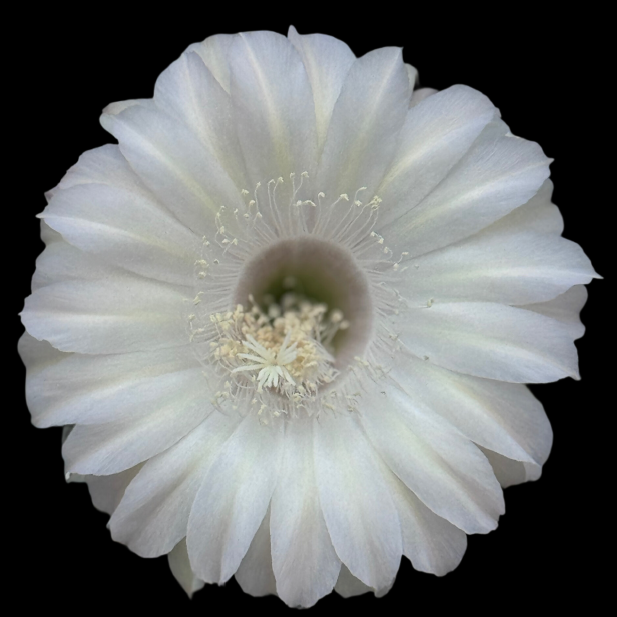ISI 2026-1 Echinopsis 'Asahi'