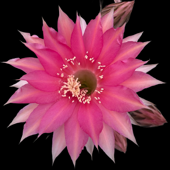 ISI 2026-2 Echinopsis 'Beau Geste'