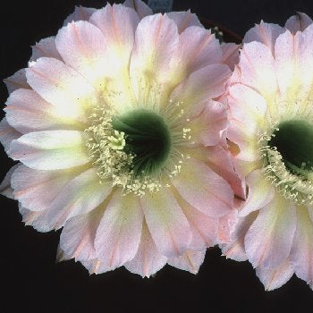Two light pink flowers with green centers on a black background