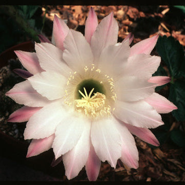 Large white flower with pink edges in a natural setting