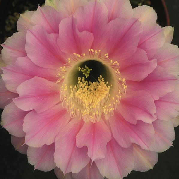 ISI Schick Echinopsis 'Enchantment'