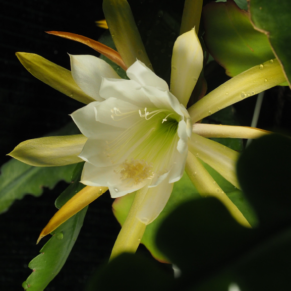 ISI 2026-3 Ephiphyllum laui