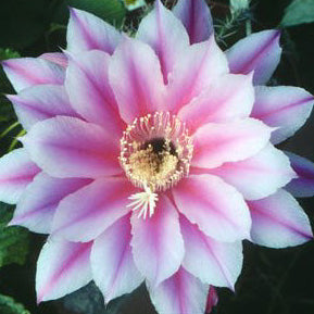 ISI Schick Echinopsis 'Eroica'