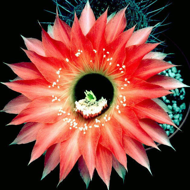 ISI Schick Echinopsis 'Fangri La'