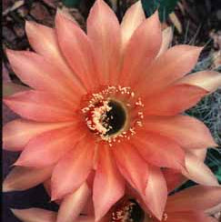 ISI Schick Echinopsis 'Fascination'