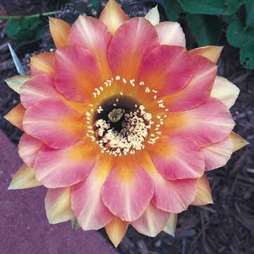 ISI Schick Echinopsis 'Fond Adieu'
