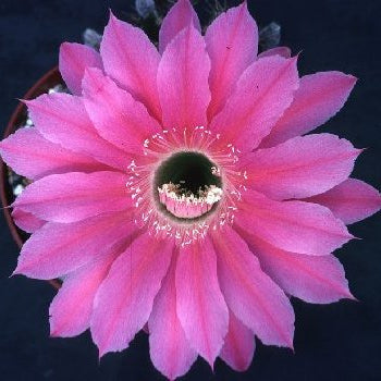 ISI Schick Echinopsis 'Foxy Lady'