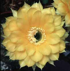 ISI Schick Echinopsis 'Frolic'
