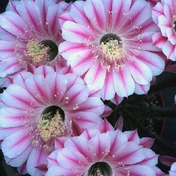 ISI Schick Echinopsis 'Galaxy'