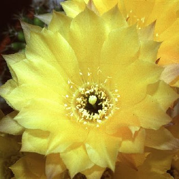 ISI Schick Echinopsis 'Gold Emblem'