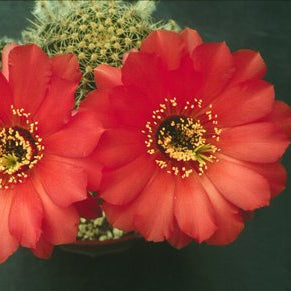 ISI Schick Echinopsis 'Gypsy'