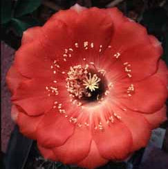 ISI Schick Echinopsis 'Hana Lei'
