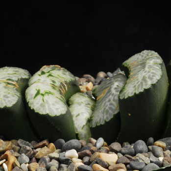 ISI 2026-20 Haworthia truncata 'Nazca'