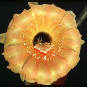 ISI Schick Echinopsis 'High Noon'