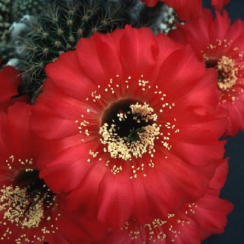 ISI Schick Echinopsis 'Hot Lips'