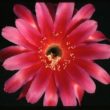 ISI Schick Echinopsis 'Hyrave'