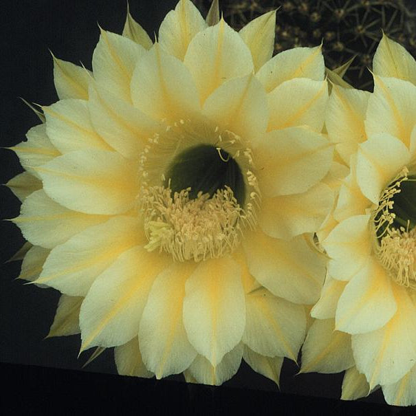 ISI Schick Echinopsis 'Icarus'