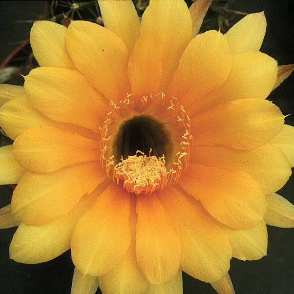 ISI Schick Echinopsis 'Impulse'