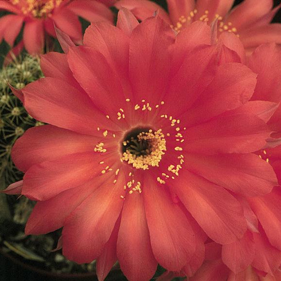 ISI Schick Echinopsis 'Infinity'