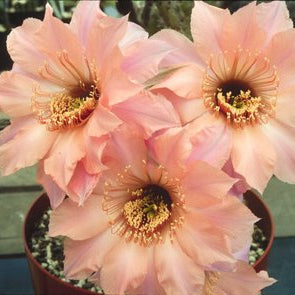 ISI Schick Echinopsis 'Ishtar'