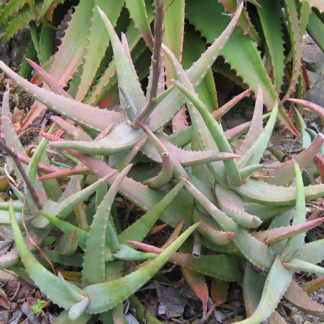 Close-up of a succulent plant with green and pinkish leaves.