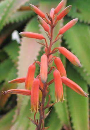 Close-up of orange-red aloe flowers with green leaves in the background