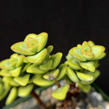 ISI 2026-14 Crassula rupestris