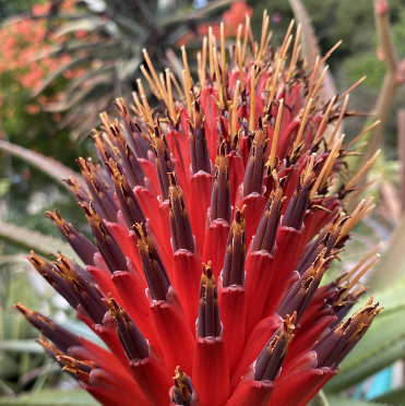 ISI 2026-11 Aloe ribauensis