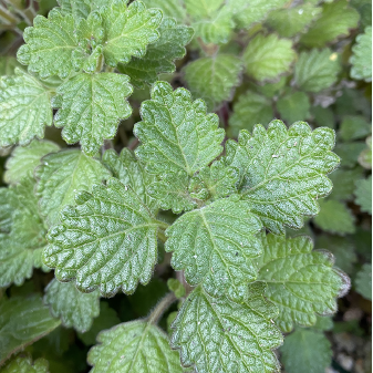Close-up of green leaves with dark red, crenate margins