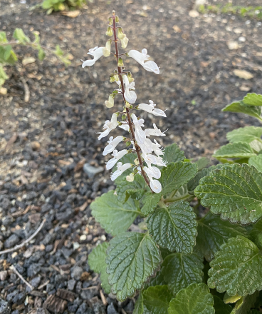 ISI 2026-12 Coleus forsteri